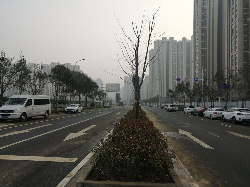 特事特辦、創(chuàng)造速度奇跡 --洛達路（中原路-穎河路）綠化工程完工